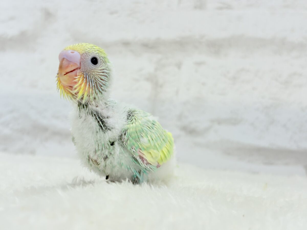 セキセイインコ