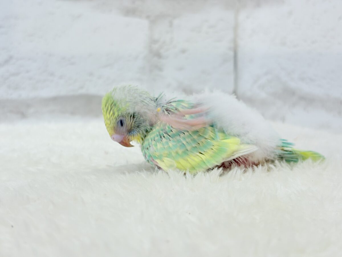 セキセイインコ