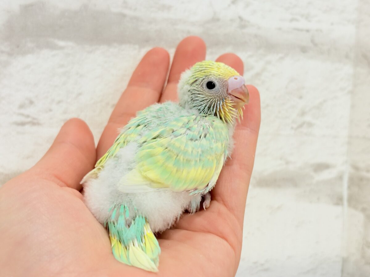 セキセイインコ