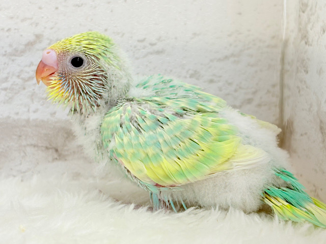 シュワシュワ🫧炭酸弾けるメロンソーダちゃん🐣🍸セキセイインコ(パステルカラーレインボー) ヒナ