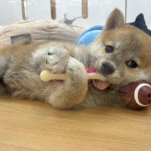 超ホヤホヤ最新画像✨ん？あたちって可愛い♡？柴犬ちゃん！