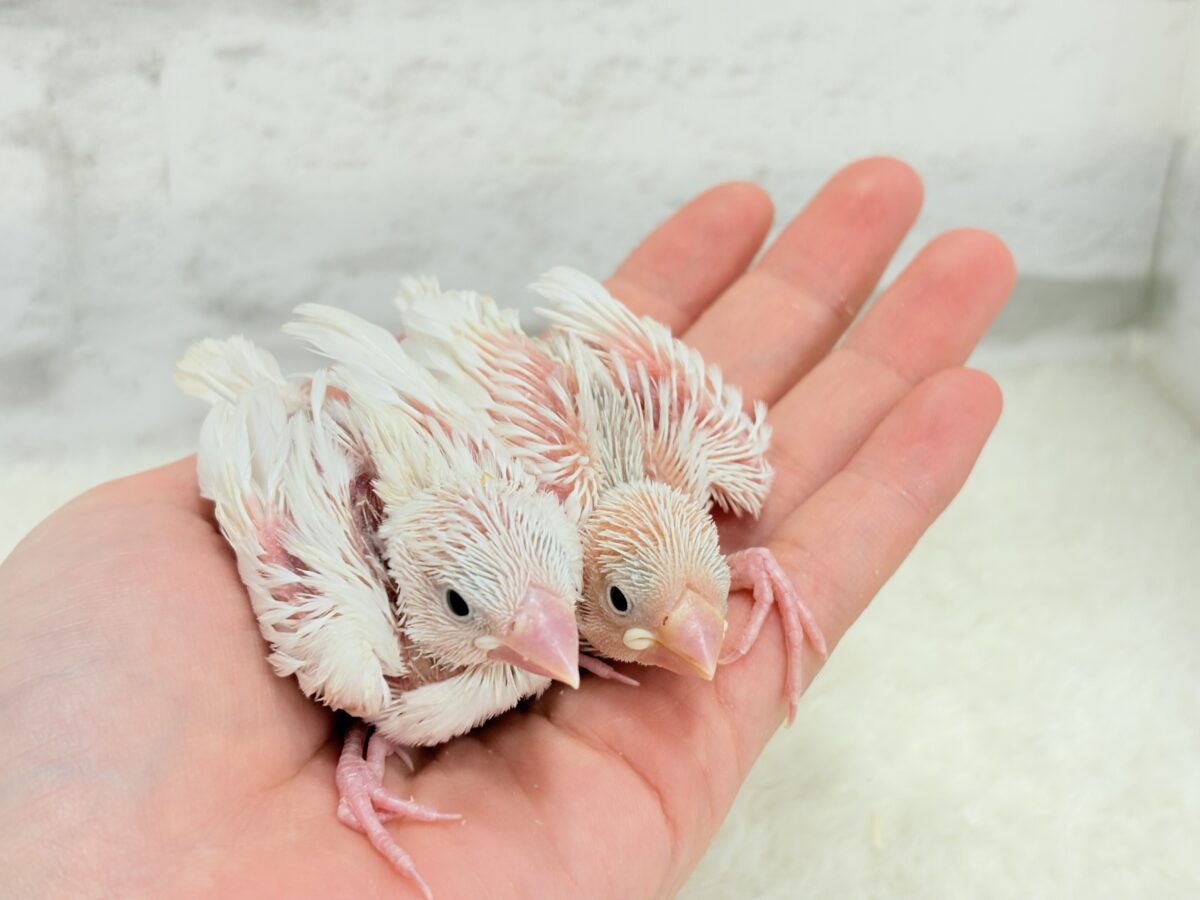 白文鳥