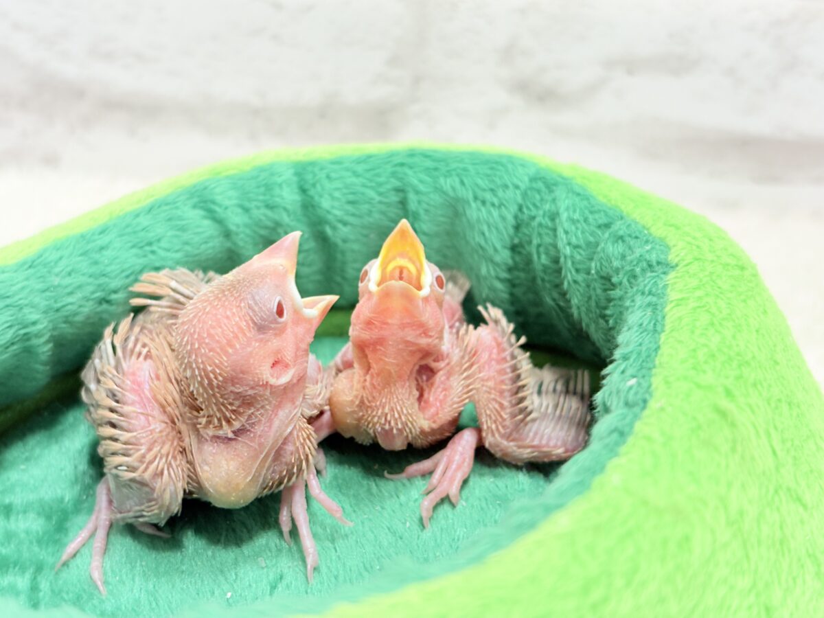 シナモン文鳥