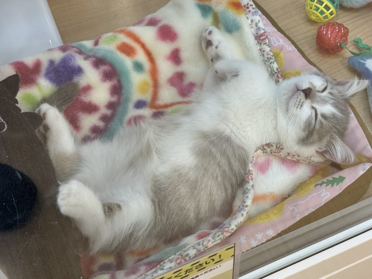 ほんとは…ね……超甘えたい!マンチカンくん! マンチカン