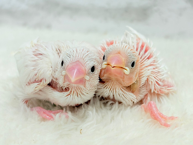 将来の夢は大福コンビ🐣🍡🤍白文鳥 ヒナ