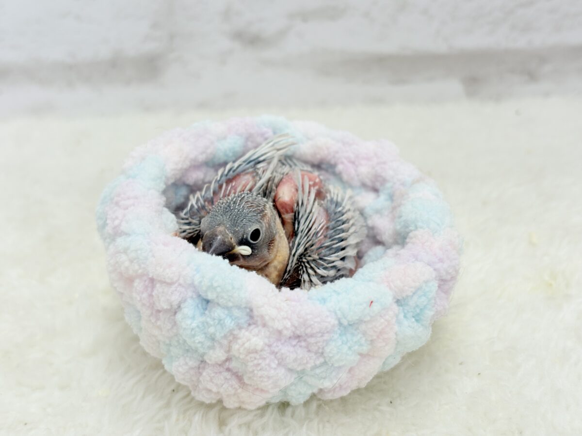 シルバー文鳥