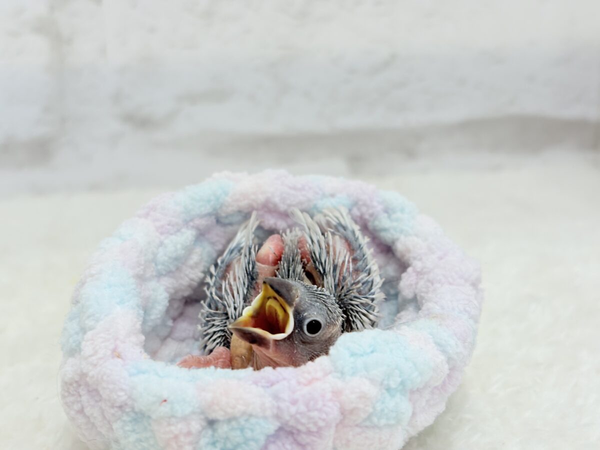シルバー文鳥