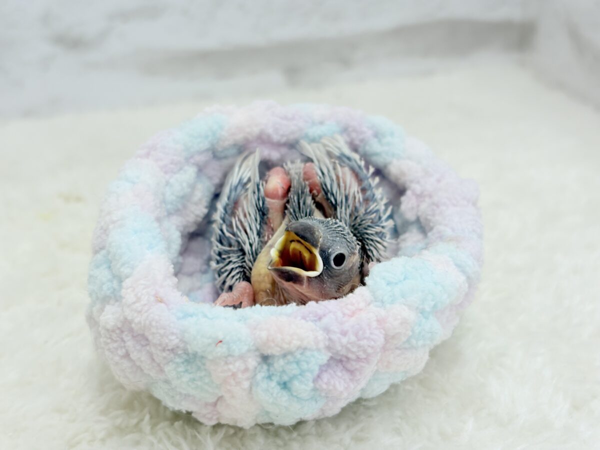 シルバー文鳥