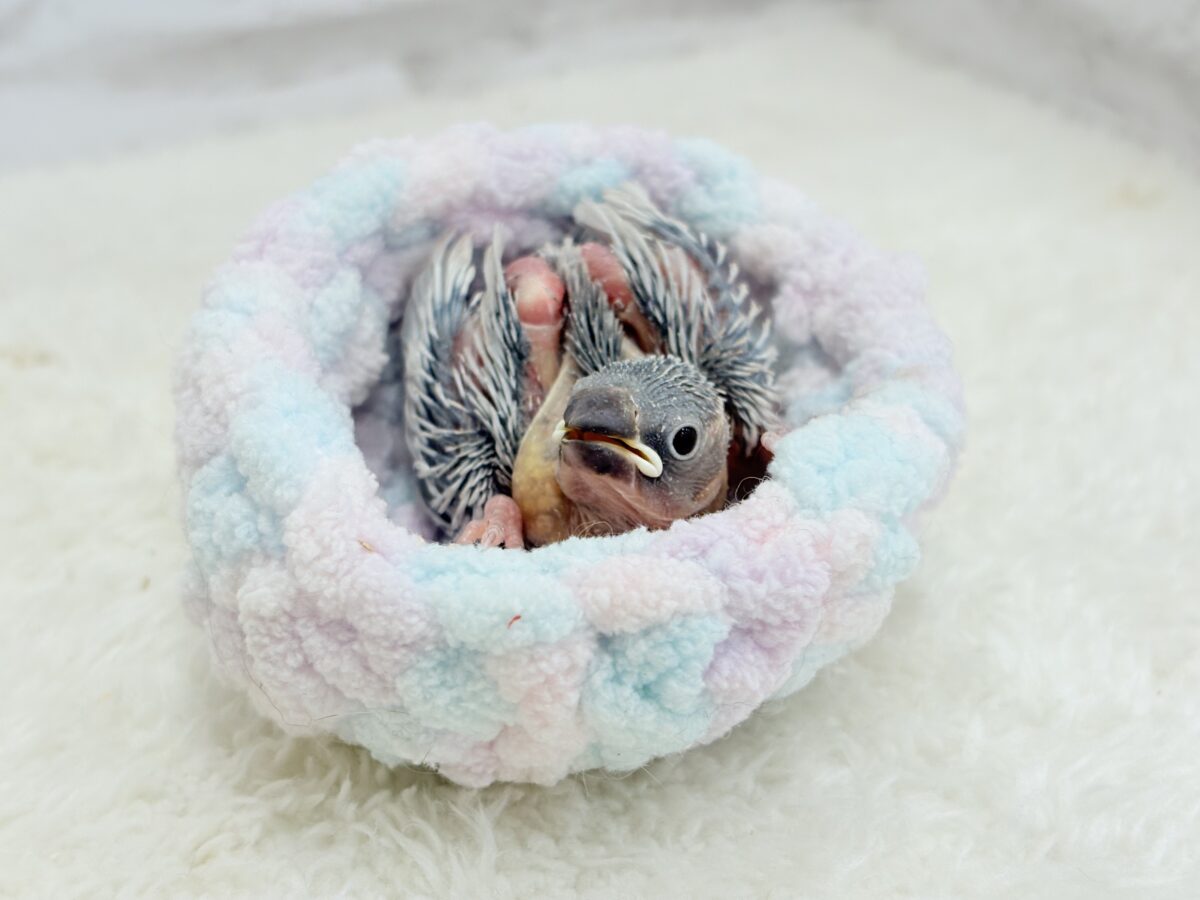 シルバー文鳥