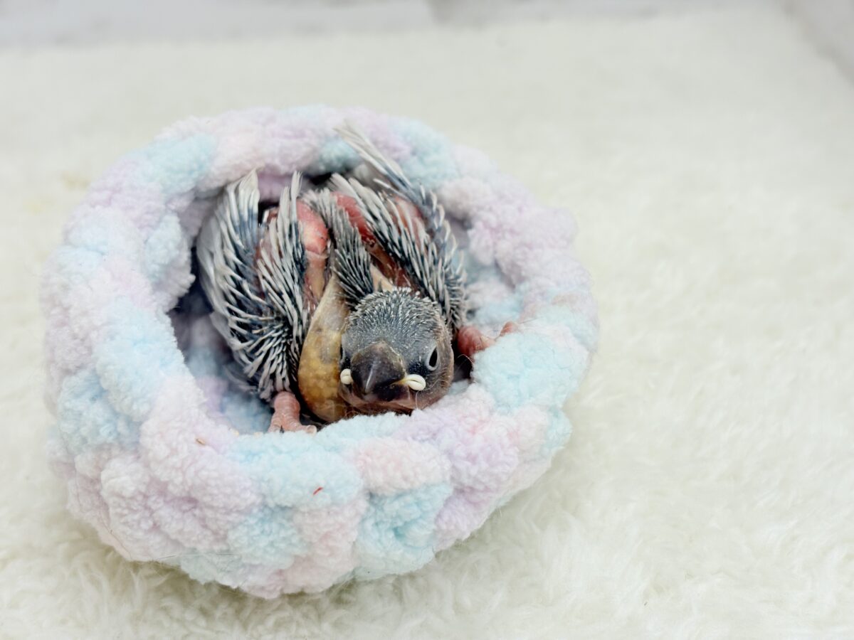 シルバー文鳥
