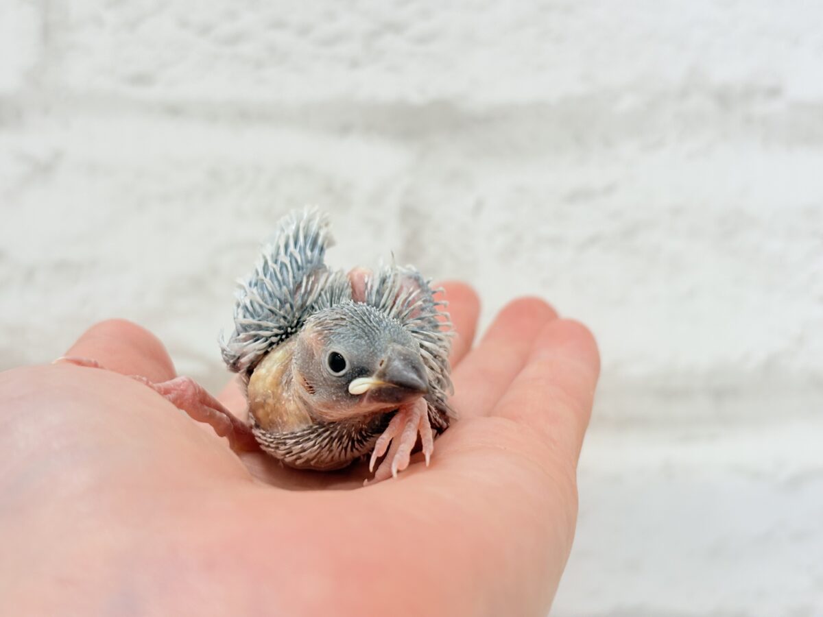 シルバー文鳥