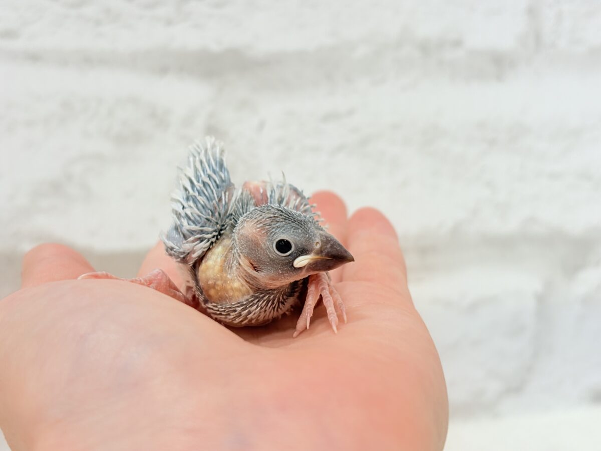 シルバー文鳥