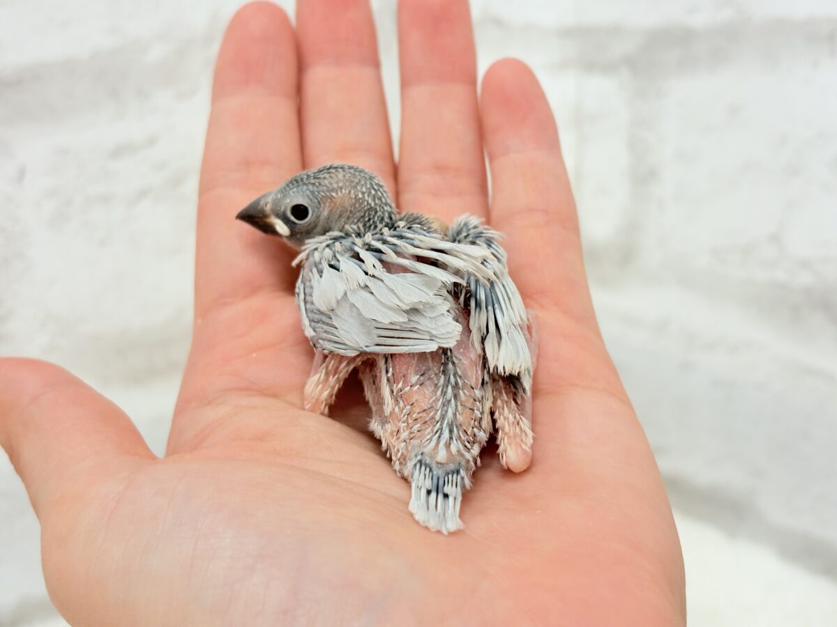 シルバー文鳥