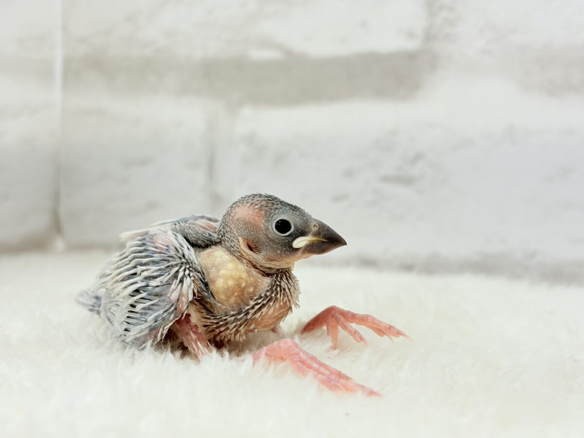 シルバー文鳥