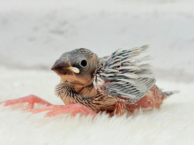 シュッとかっこいい雰囲気🐣🩶シルバー文鳥 ヒナ