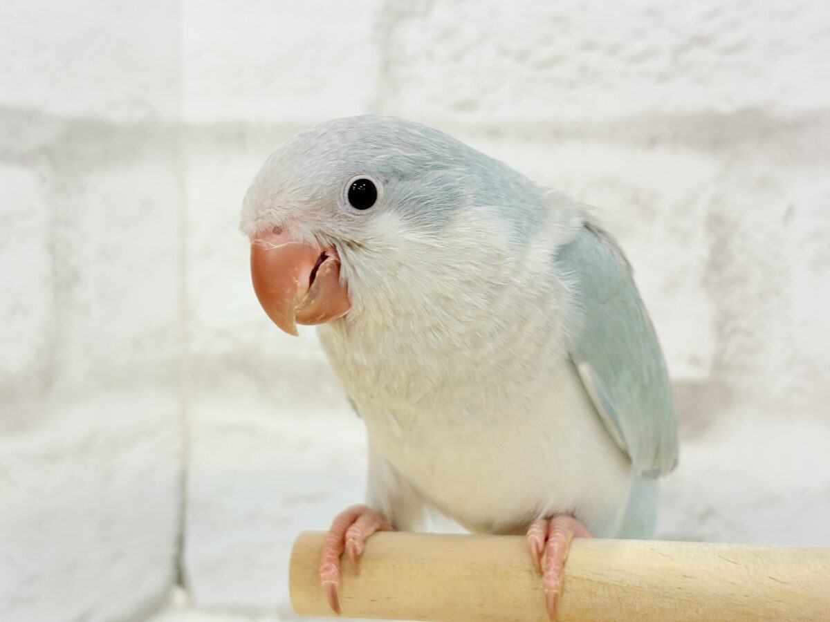 オキナインコ