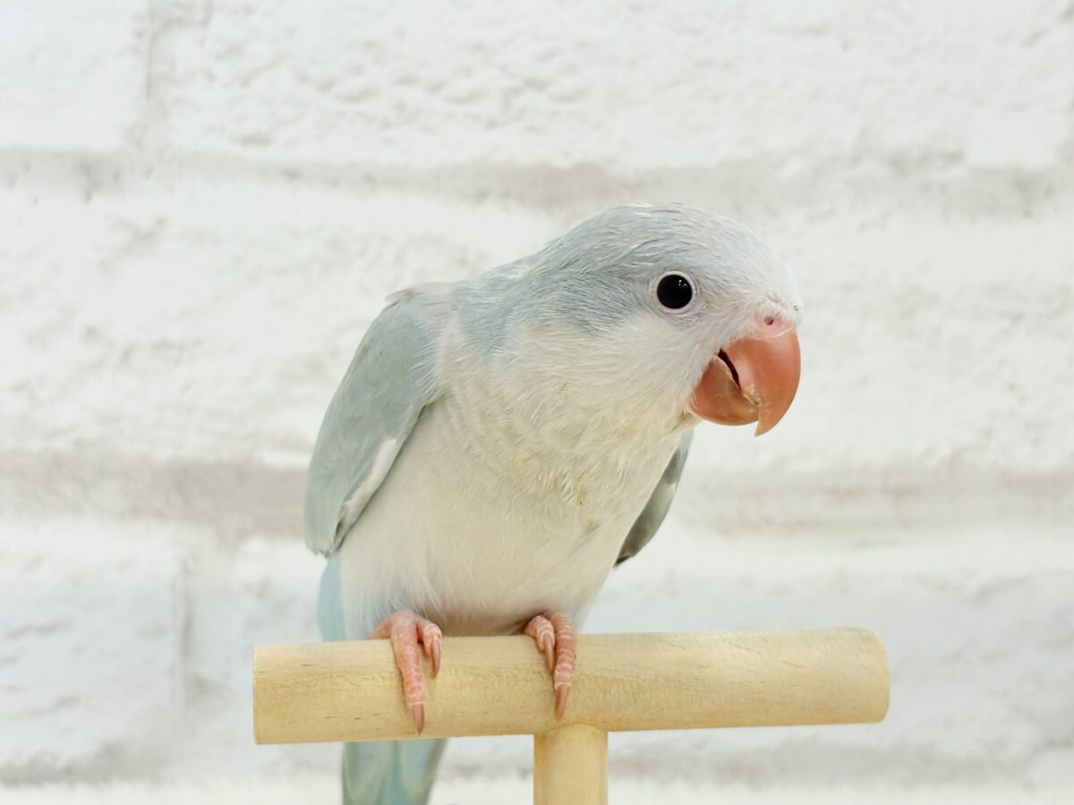 オキナインコ