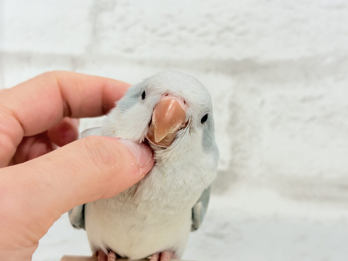 オキナインコ