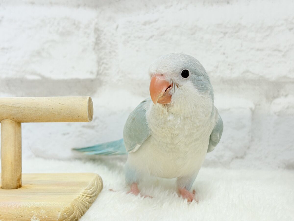 オキナインコ