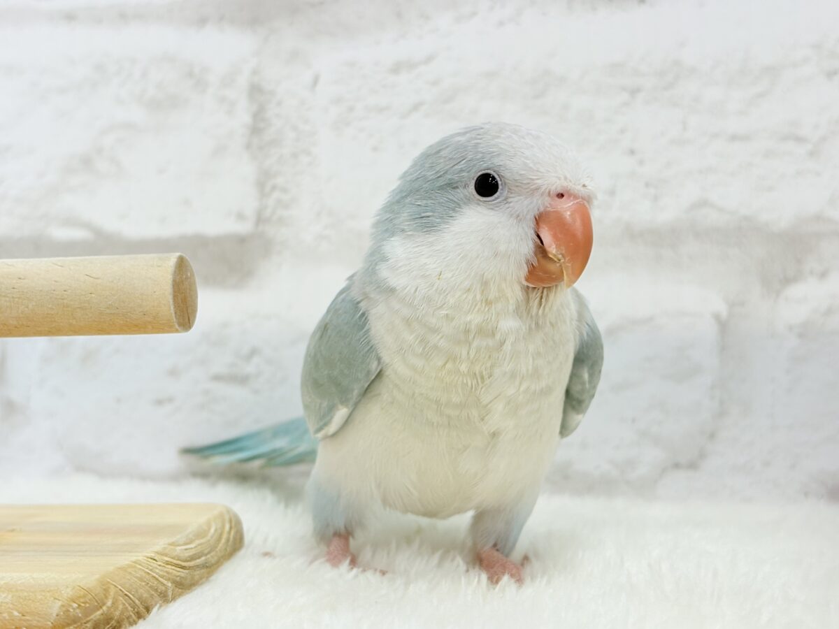 オキナインコ