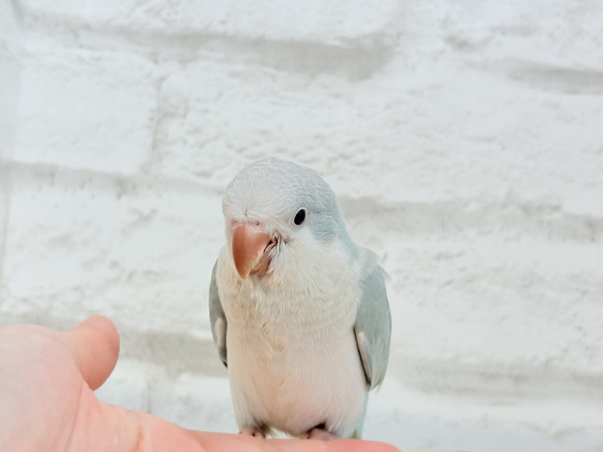 オキナインコ