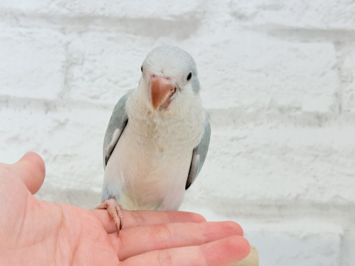 オキナインコ