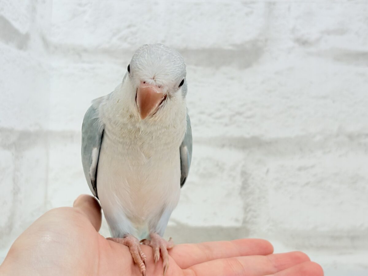 オキナインコ