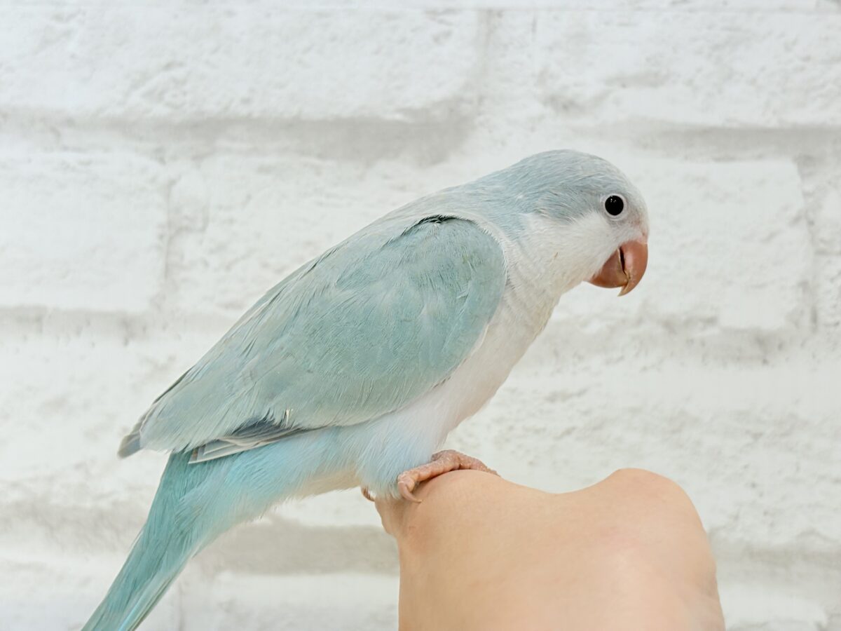 オキナインコ