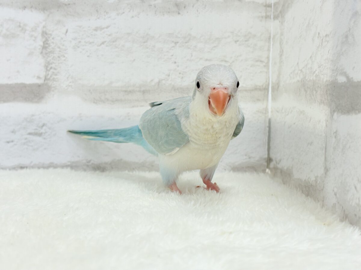 オキナインコ