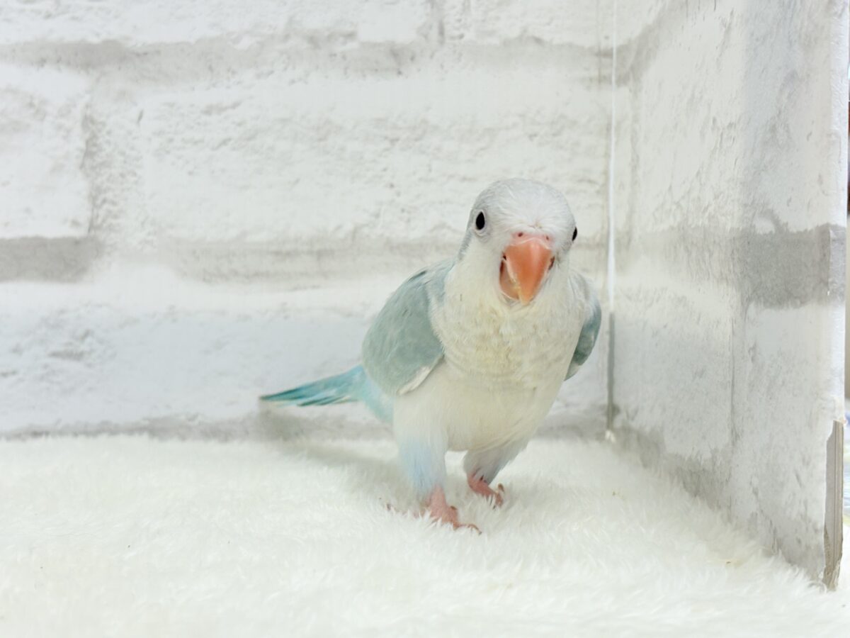 オキナインコ