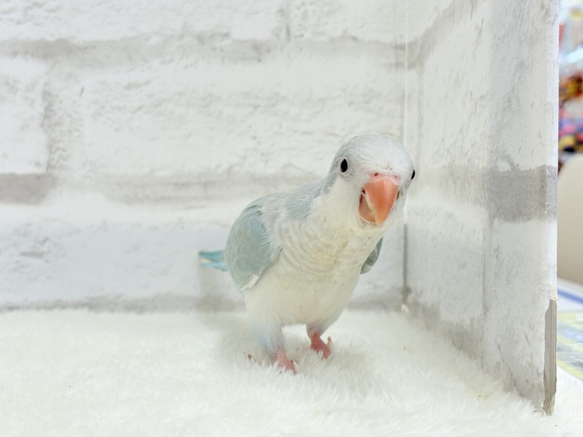 オキナインコ