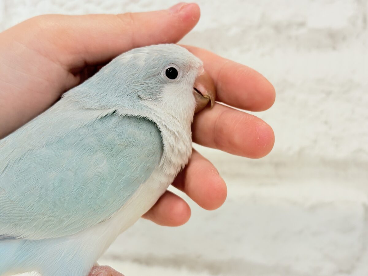 オキナインコ