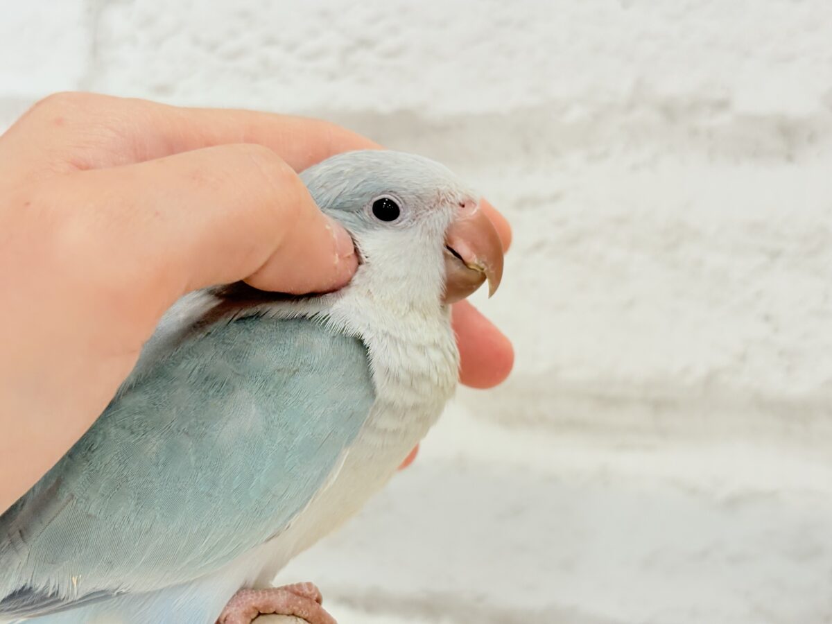 オキナインコ