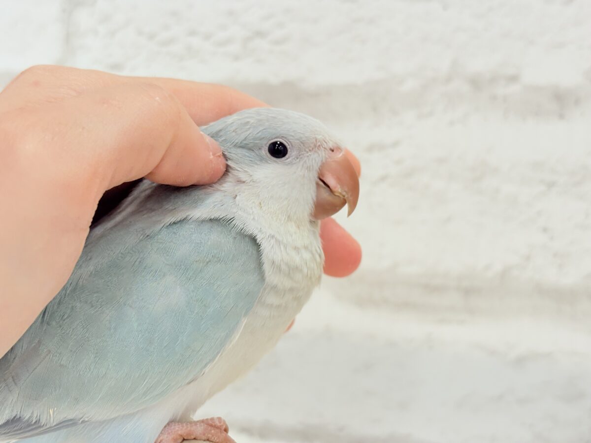 オキナインコ