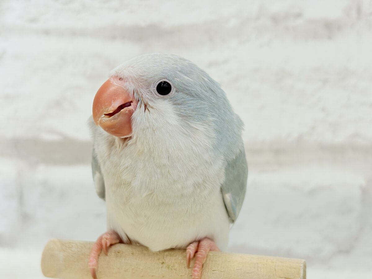 オキナインコ