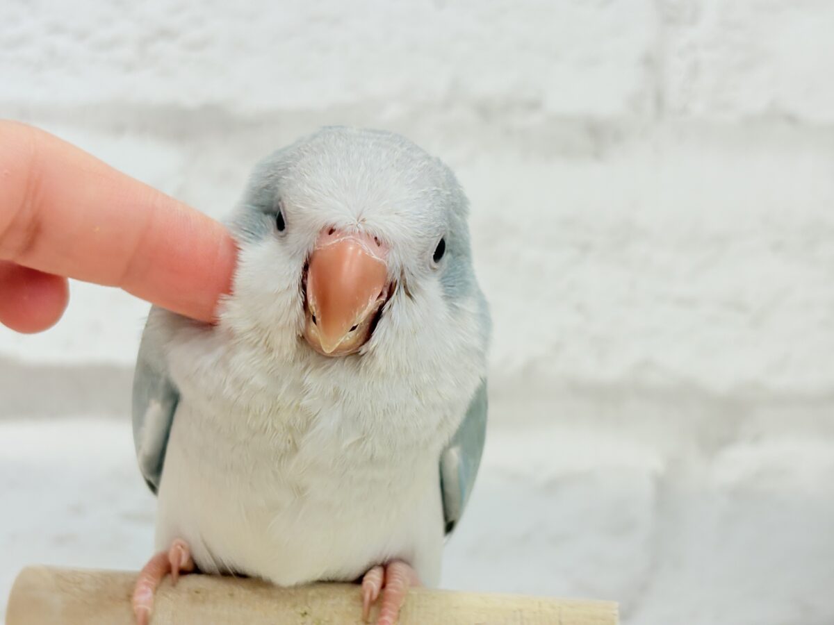 オキナインコ