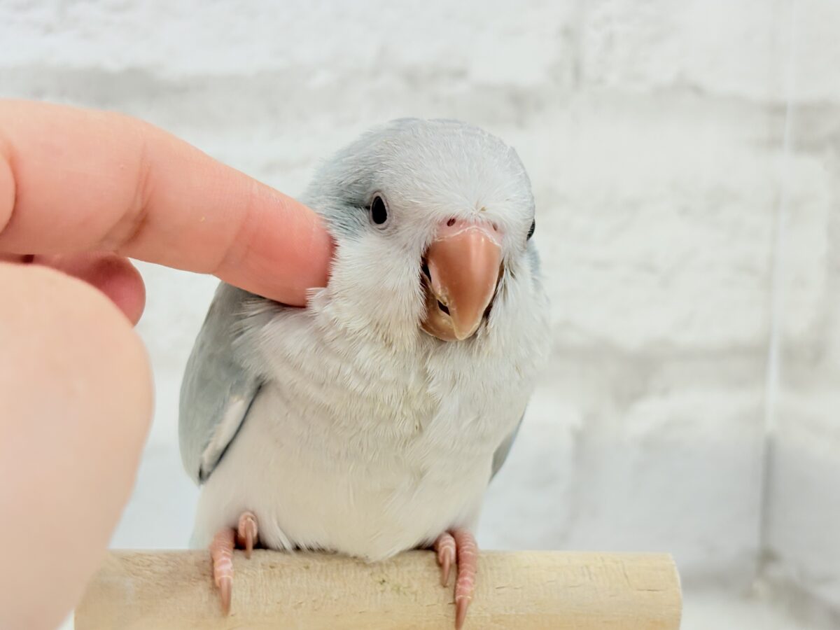 オキナインコ