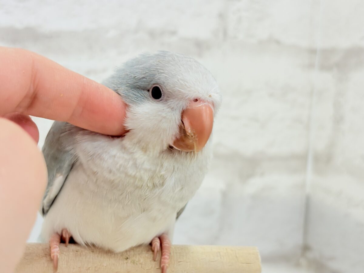 オキナインコ