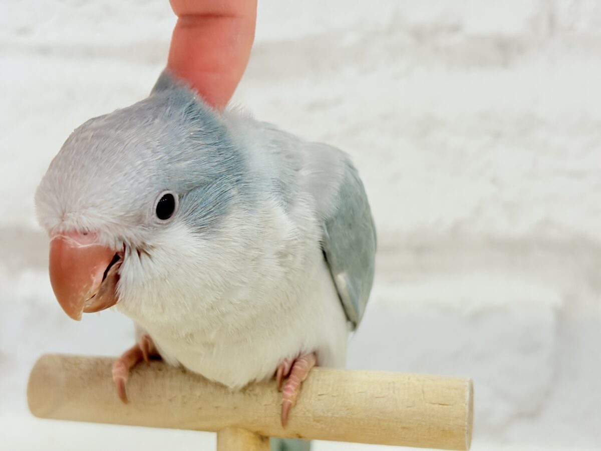 オキナインコ