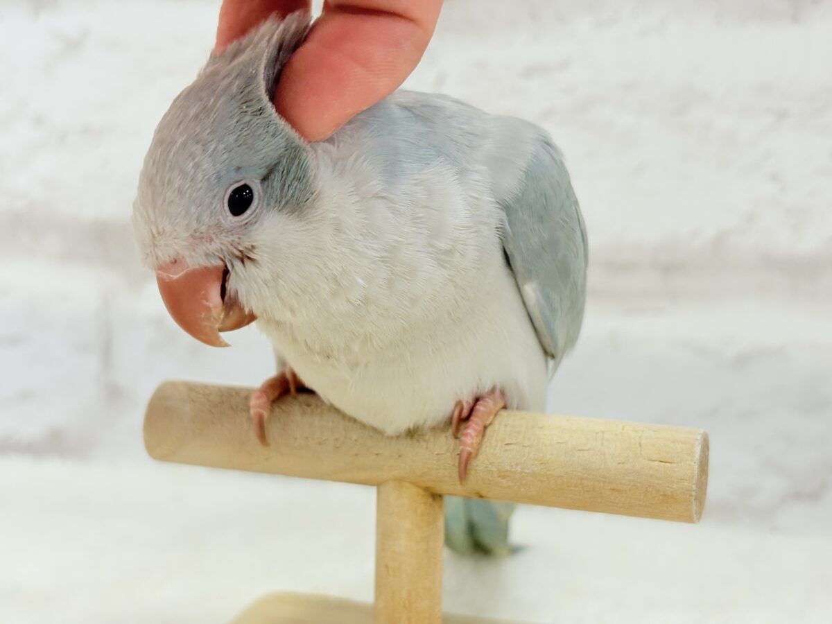 オキナインコ