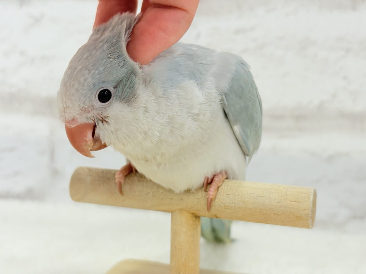 オキナインコ