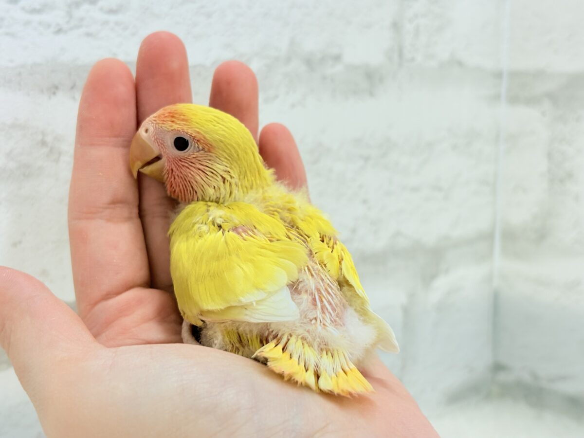 コザクラインコ（小桜インコ）