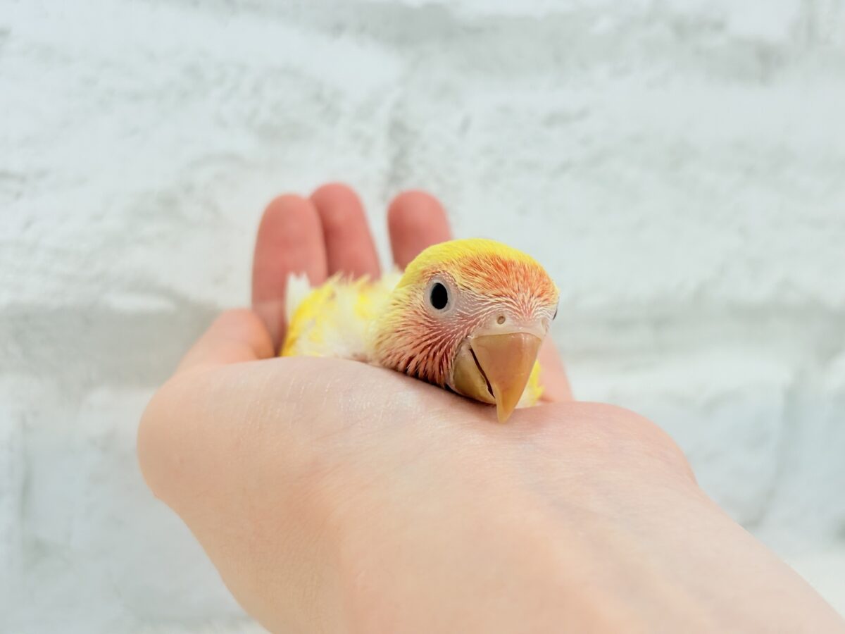 コザクラインコ（小桜インコ）