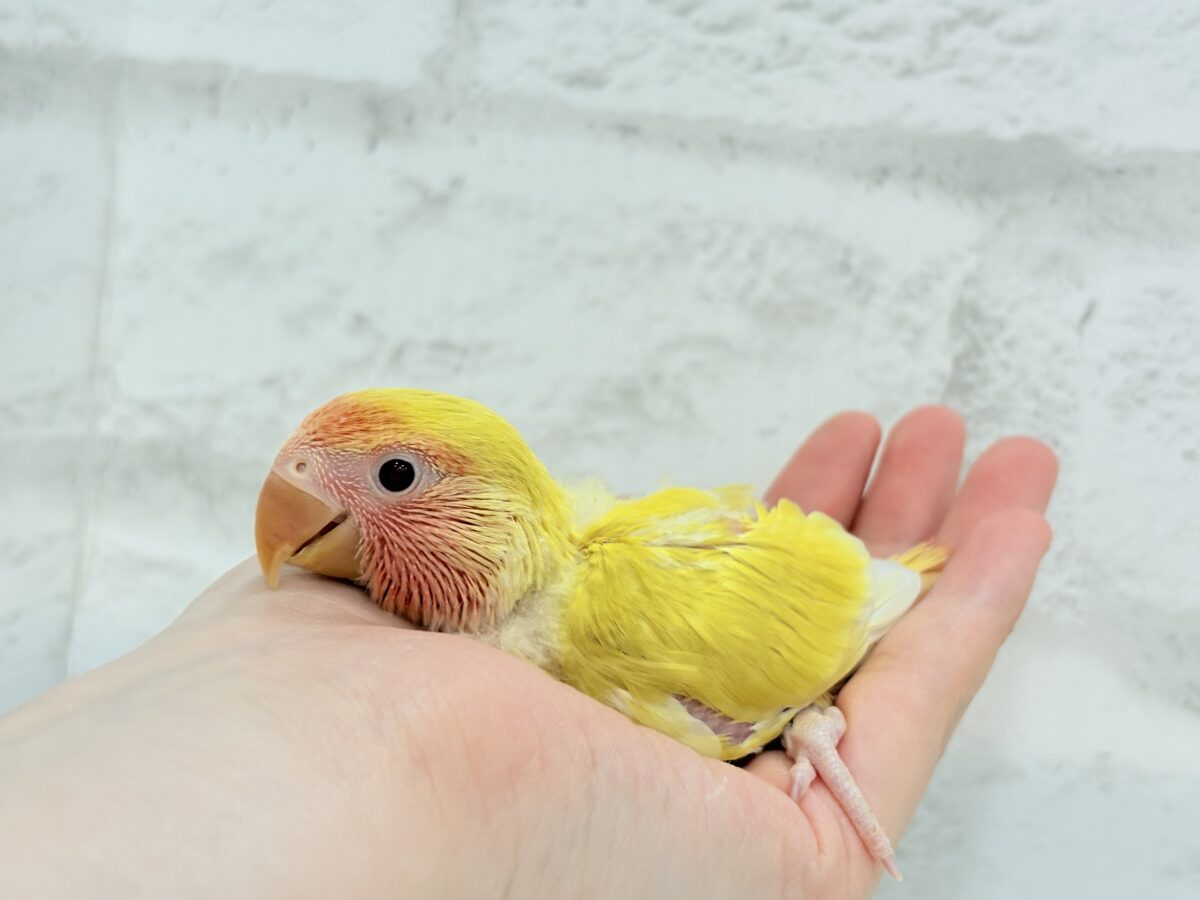 コザクラインコ（小桜インコ）