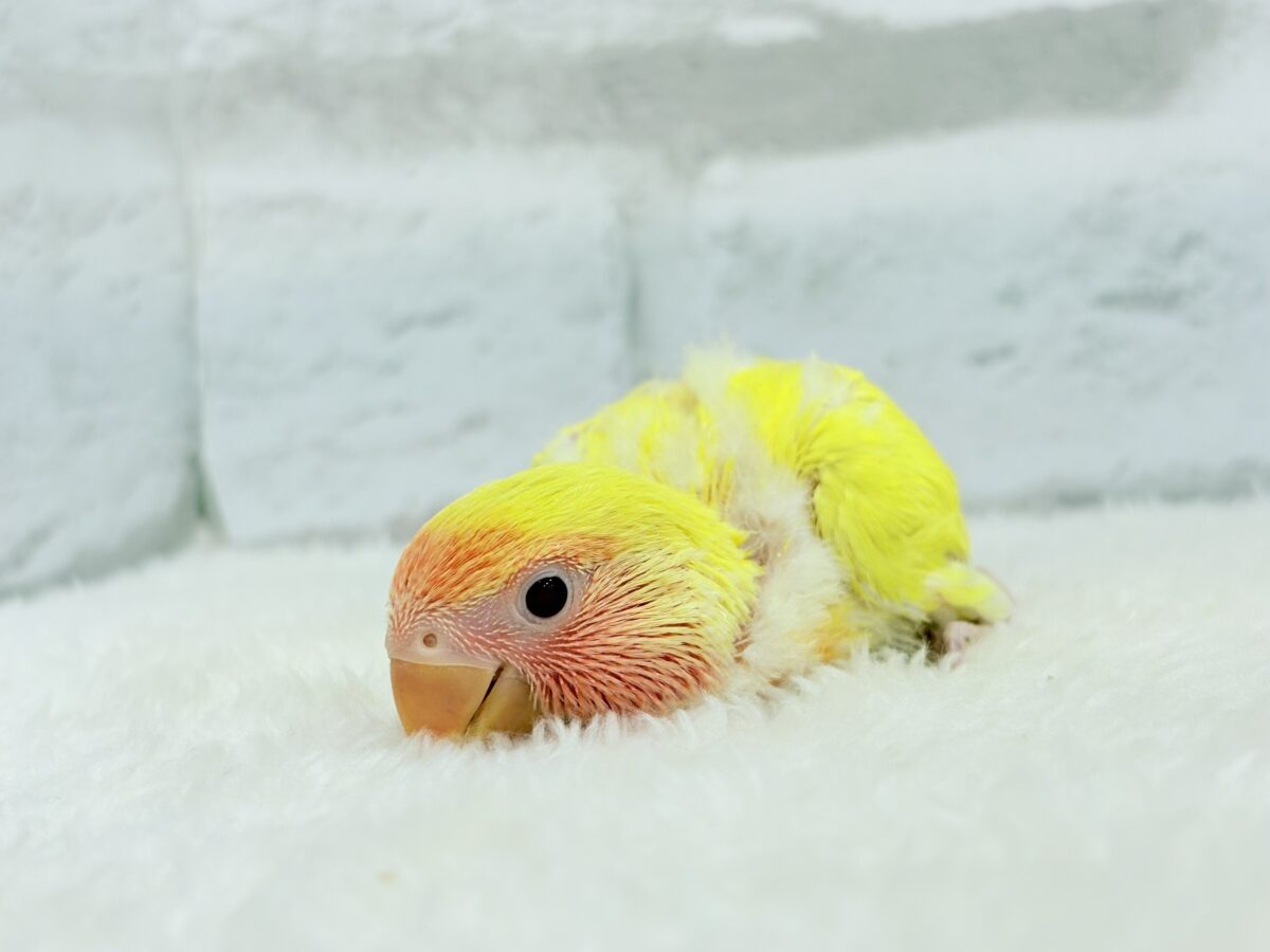 コザクラインコ（小桜インコ）
