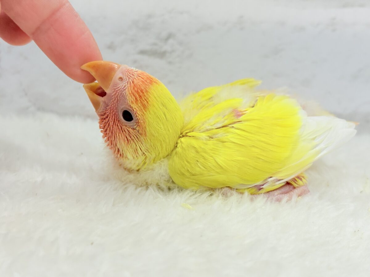 コザクラインコ（小桜インコ）