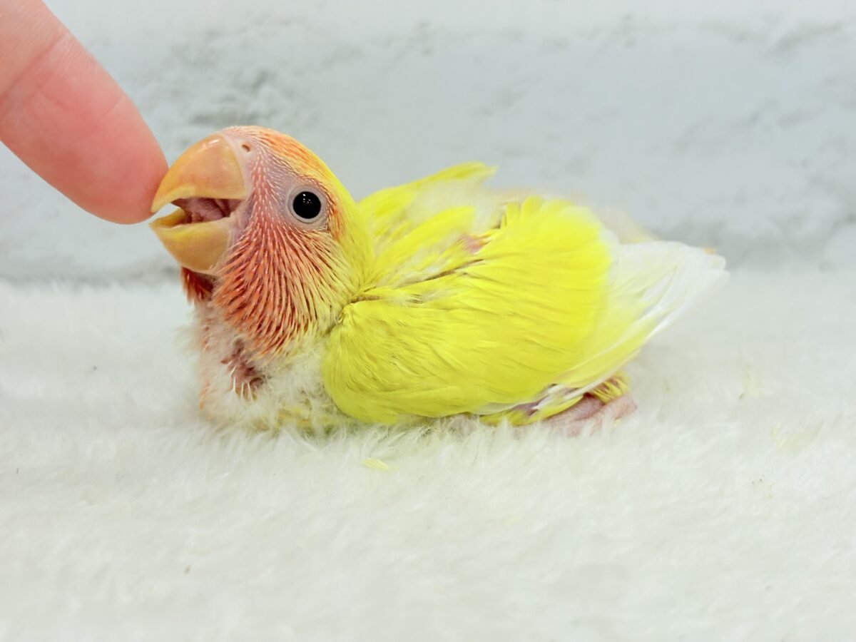 コザクラインコ（小桜インコ）
