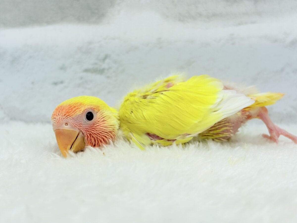 コザクラインコ（小桜インコ）