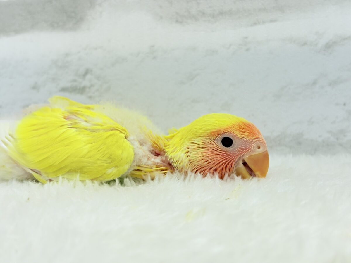 コザクラインコ（小桜インコ）