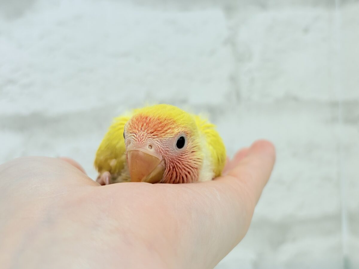 コザクラインコ（小桜インコ）